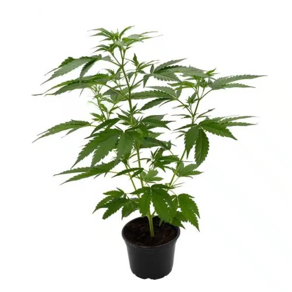 Blue-Gelato-41-&ndash;-Hanfstecklinge