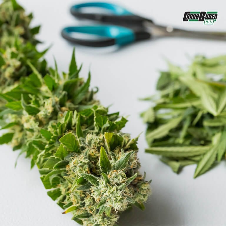 Geschnittene Blätter und Triebe einer Cannabispflanze auf einer Arbeitsfläche.