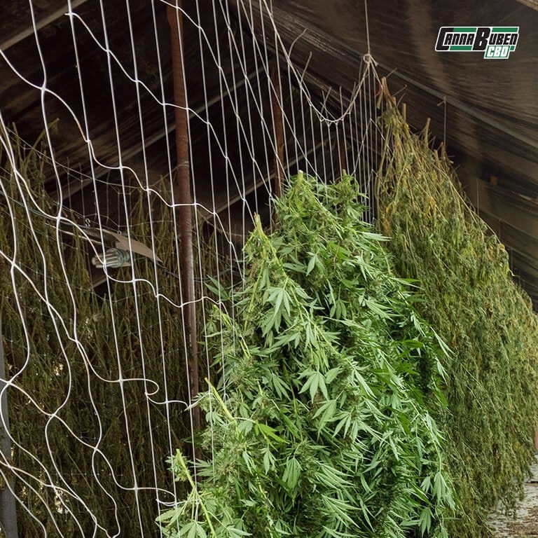 Trockennetz mit mehreren Schichten von Cannabis-Buds.