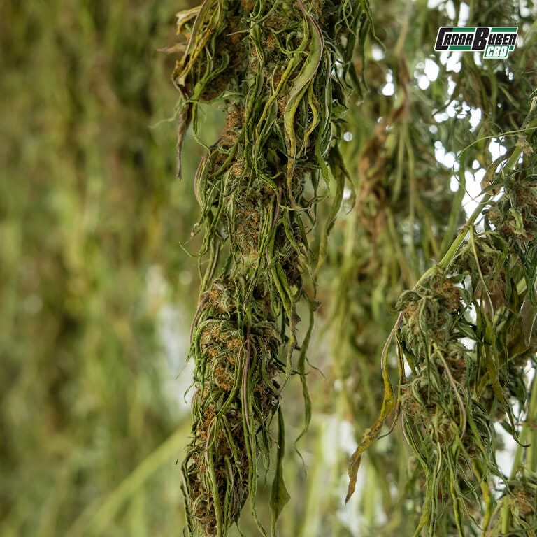 Hygrometer und Thermometer in einem Cannabis-Trocknungsraum.