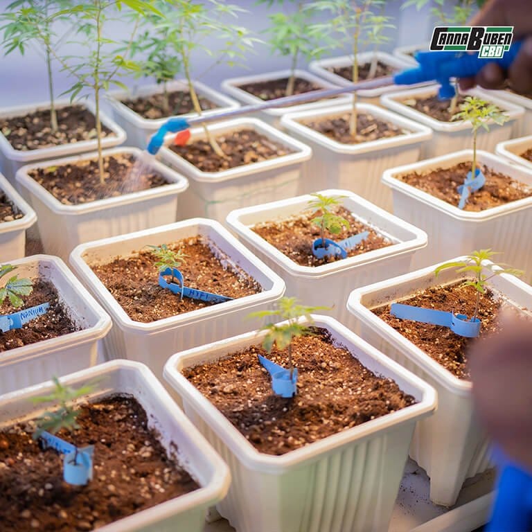 Gesunde Cannabis-Pflanze dank Dünger für Cannabispflanzen.