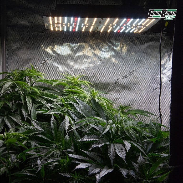 Modernes Growbox-Komplettset mit Beleuchtung und Belüftung