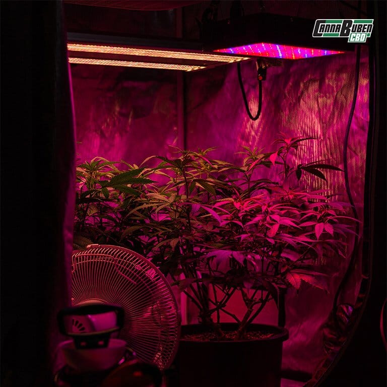 Erde für Cannabispflanzen, die mit Wurmkot angereichert ist, um eine natürliche und langanhaltende Nährstoffversorgung zu gewährleisten.