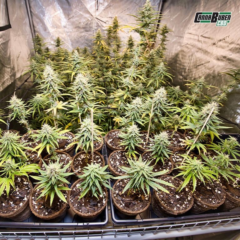 Mini-Growbox für den Anbau in kleinen Räumen.