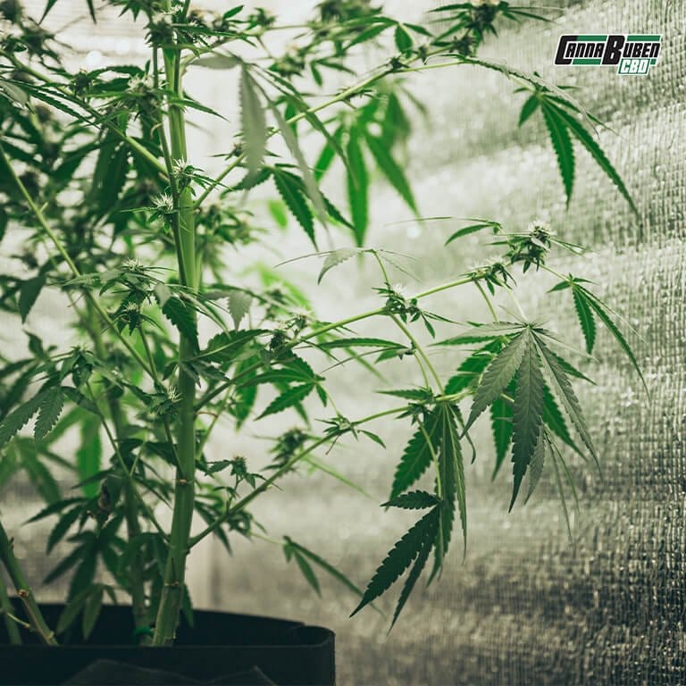 Große Growbox mit mehreren Cannabispflanzen.