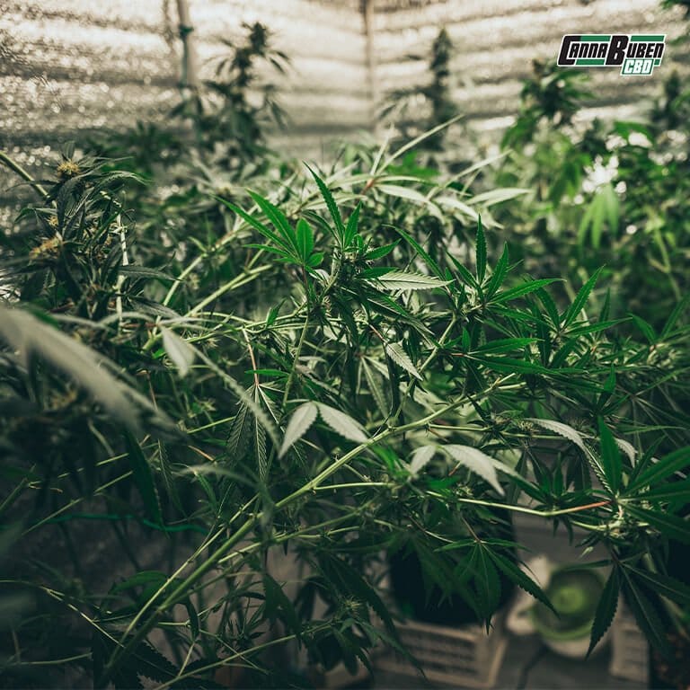 Zubehörset für eine Growbox: LED-Lampen, Lüfter und Filter.