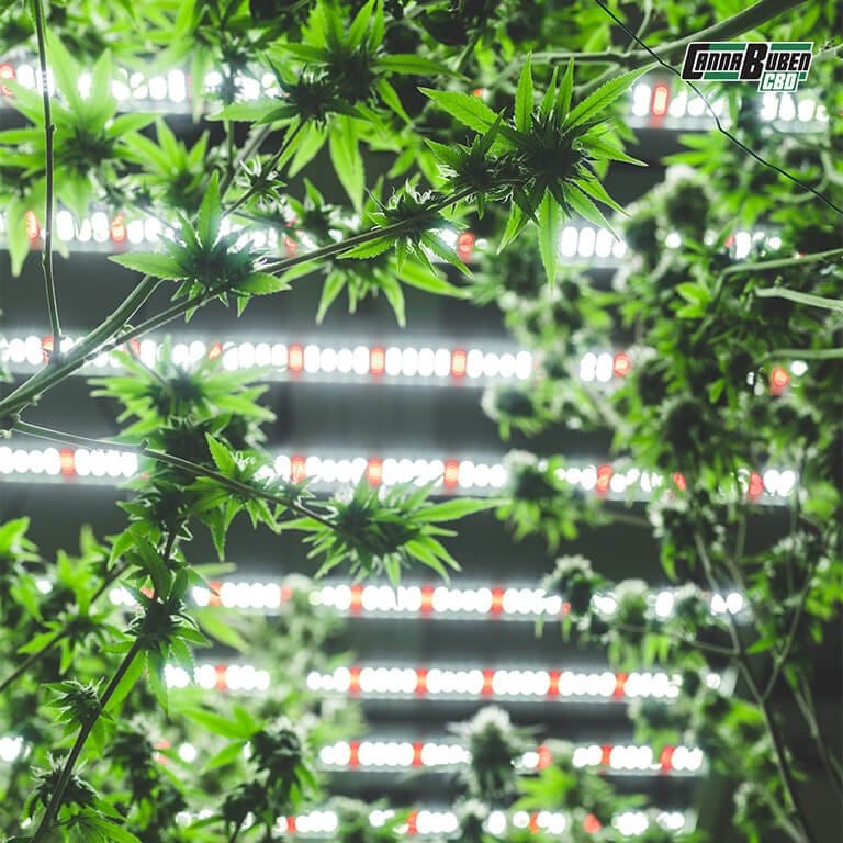 LED Grow Lampe mit energiesparender Technologie.