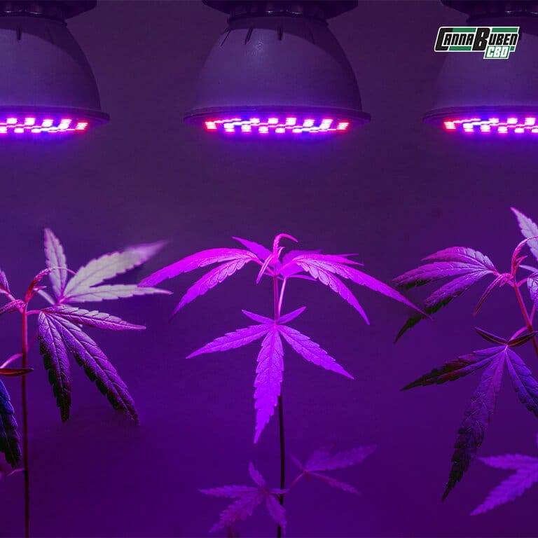 LED Grow Lampe mit dimmbarer Lichtintensit&auml;t.