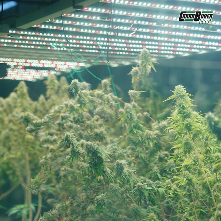 LED Grow Lampe mit optimalem Beleuchtungsabstand &uuml;ber Pflanzen.