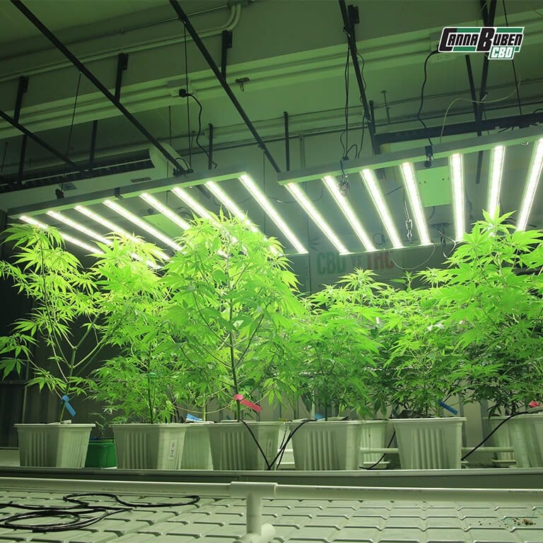 LED Grow Lampe f&uuml;r die Wachstums- und Bl&uuml;tephase.