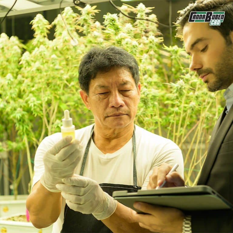 pülen des Substrats bei Cannabis Überdüngung.