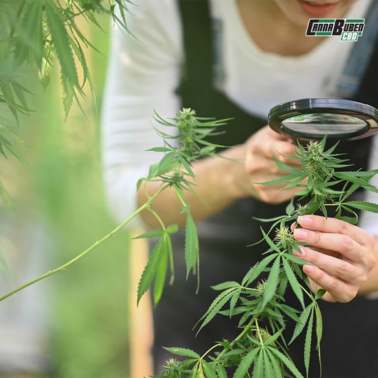 Düngerwahl zur Prävention von Cannabis Überdüngung.