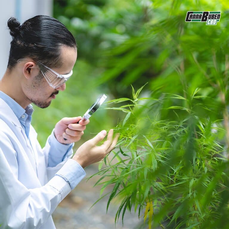 Salzablagerungen durch Cannabis Überdüngung im Substrat.