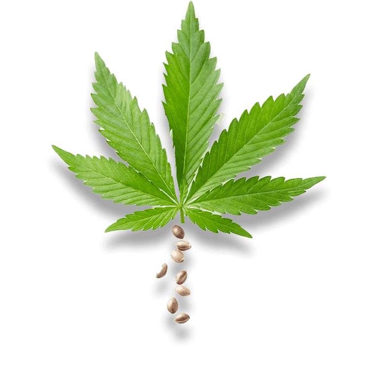 Hochwertige Cannabis Samen in verschiedenen Größen.