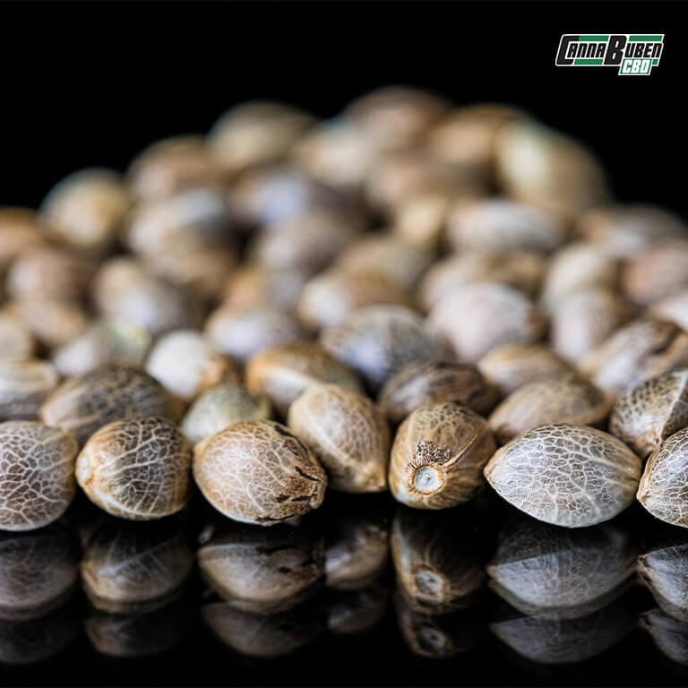 Cannabis Samen auf einem Holzbrett mit Keimungsvorbereitung.