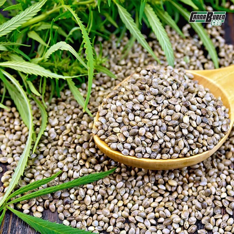 Verschiedene Arten von Cannabis Samen, darunter Sativa, Indica und Hybrid, um individuelle Anbauziele zu erreichen.