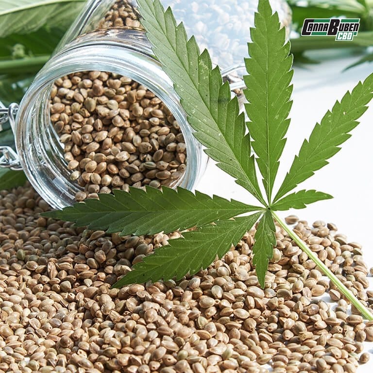 Cannabis Samen in einer Verpackung, die Genetik und Keimfähigkeit erklärt, perfekt für zielgerichteten Anbau.