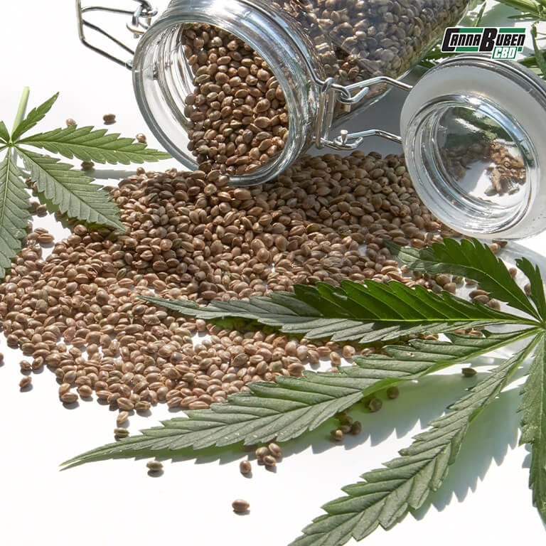 Cannabis Samen und ein Keimling auf einem Bio-Substrat.