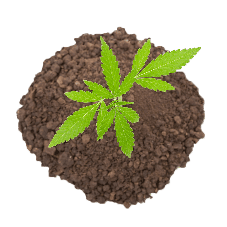 Erde für Cannabispflanzen mit organischen Nährstoffen.