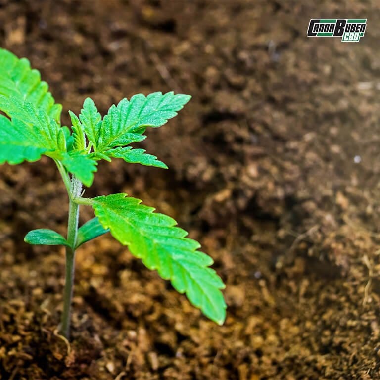 Vorgedüngte Erde für Cannabispflanzen in einem Topf.