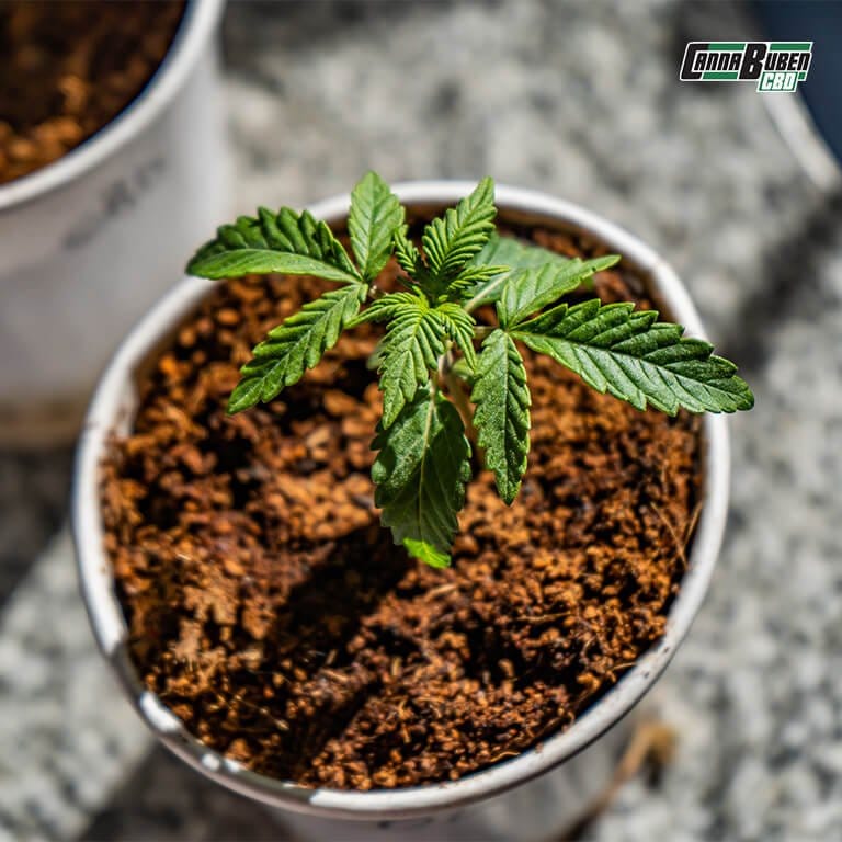 Vorgedüngte Erde für Cannabispflanzen in einem Topf, die eine ideale Nährstoffversorgung für die vegetative Phase bietet.