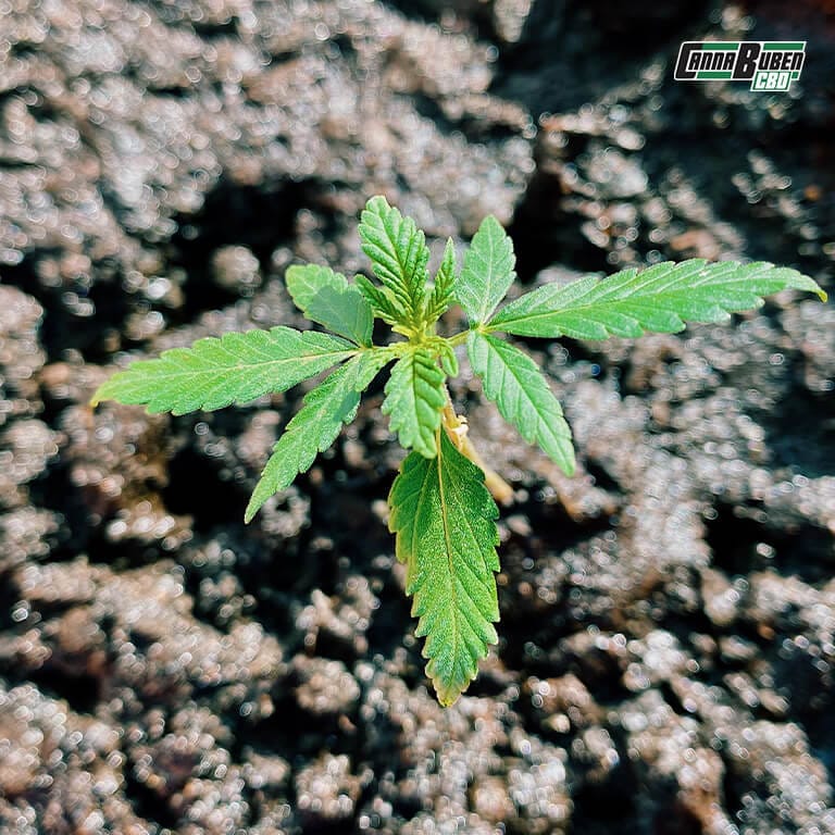 Erde für Cannabispflanzen mit optimalem pH-Wert.