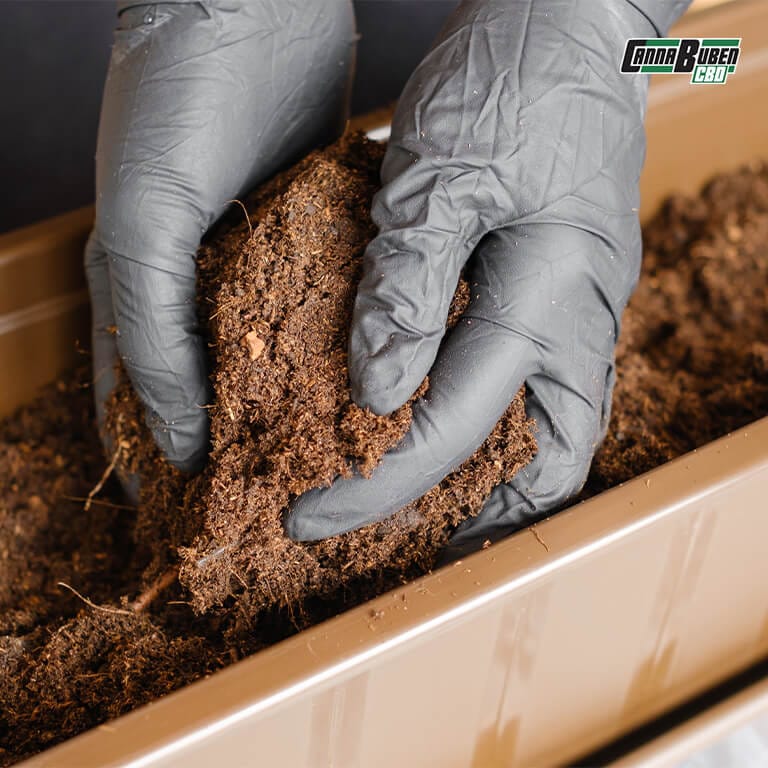 Cannabis-Wurzeln in lockerer Erde für optimales Wachstum.