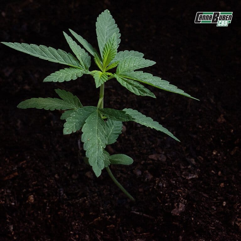 Cannabis-Pflanze in All-Mix Erde, die erfahrenen Growern maximale Kontrolle über die Nährstoffzufuhr und das Pflanzenwachstum ermöglicht.