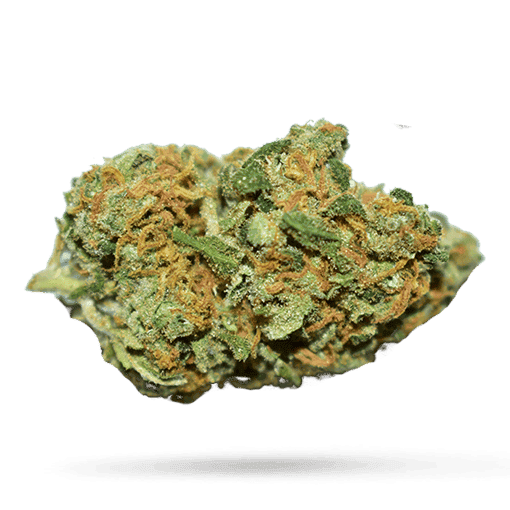 420 Evolution 27/1 CA FLM