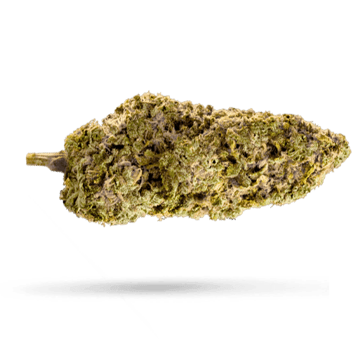 Tilray THC 18 Spotlight Porto Cannabisbl&uuml;ten