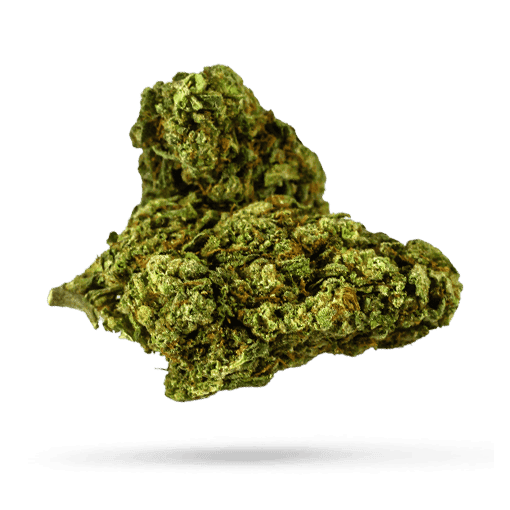 Cansativa Amici 291