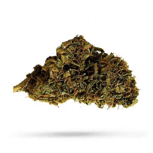 Costa Canna Dynamics – Forte