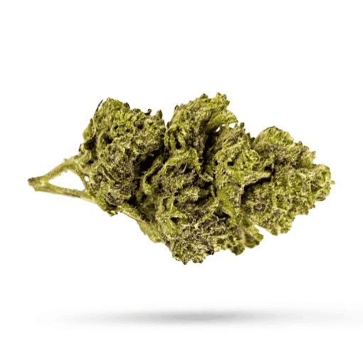 Navcora THC22 Spotlight Porto Cannabisbl&uuml;ten