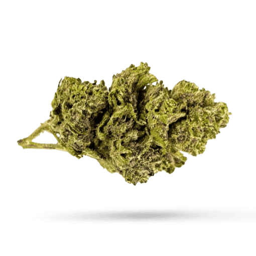 Navcora THC22 Spotlight Porto