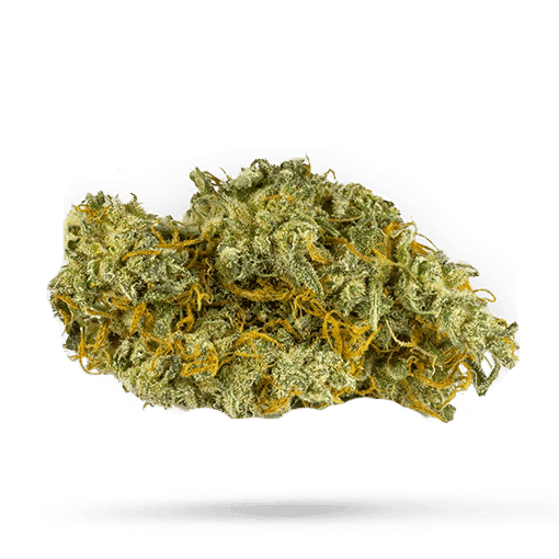 Pedanios 29/1 SRD-CA