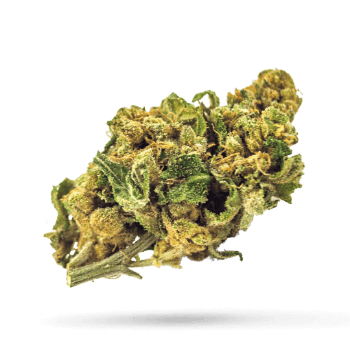 Tilray THC 22 Spotlight Montevideo