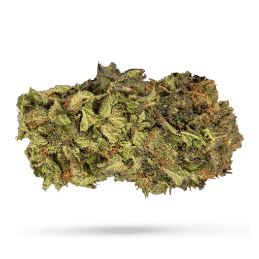 Tilray THC 22 Spotlight Porto Jack Herer